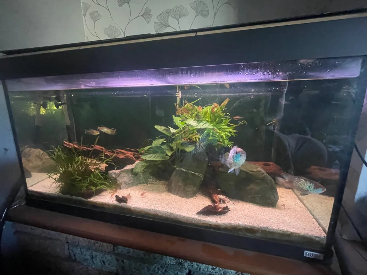 Fluval 300 litre with oase biomass filter - Image 3