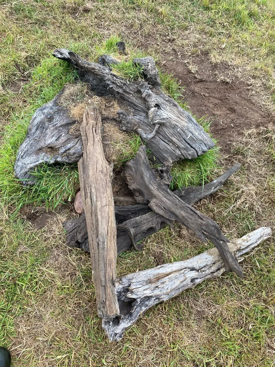 Bog oak - Image 1