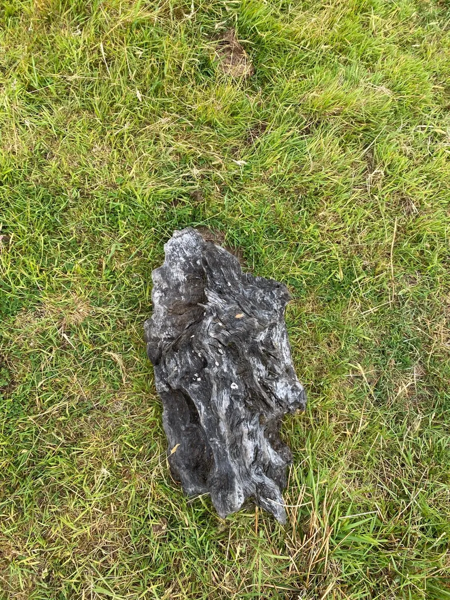 Bog oak - Image 3