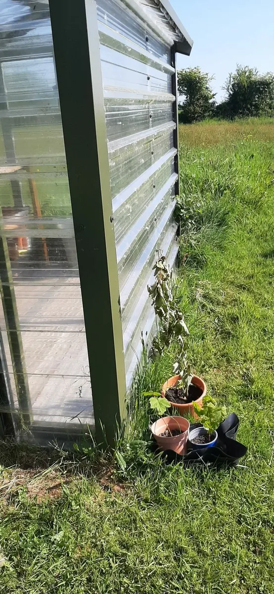 Greenhouse - Image 4