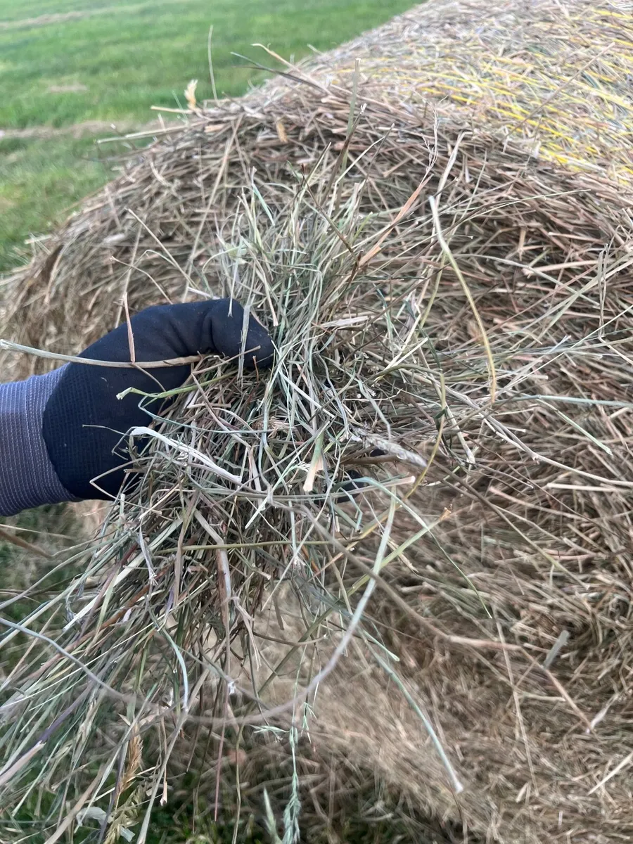 Hay - Image 1