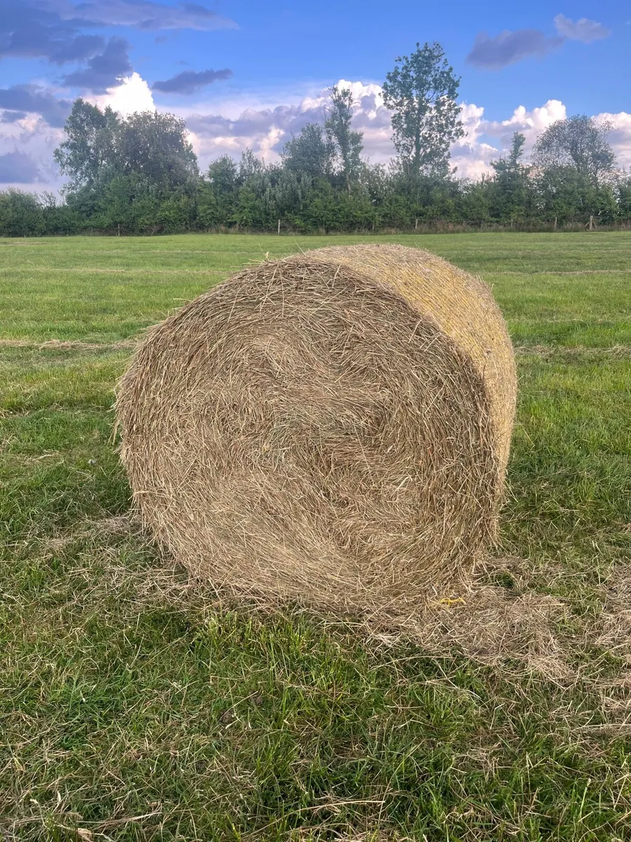 Hay - Image 2