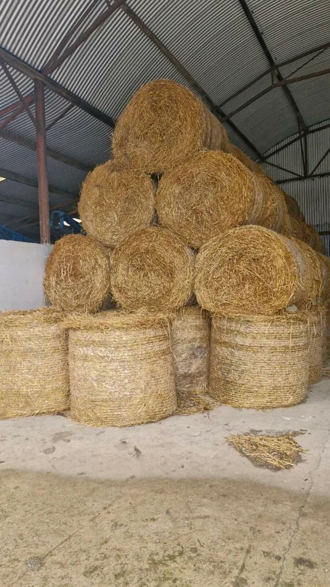 Golden Oaten Straw