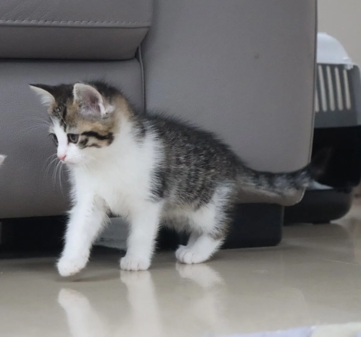 Beautiful friendly kittens *can deliver-* - Image 2