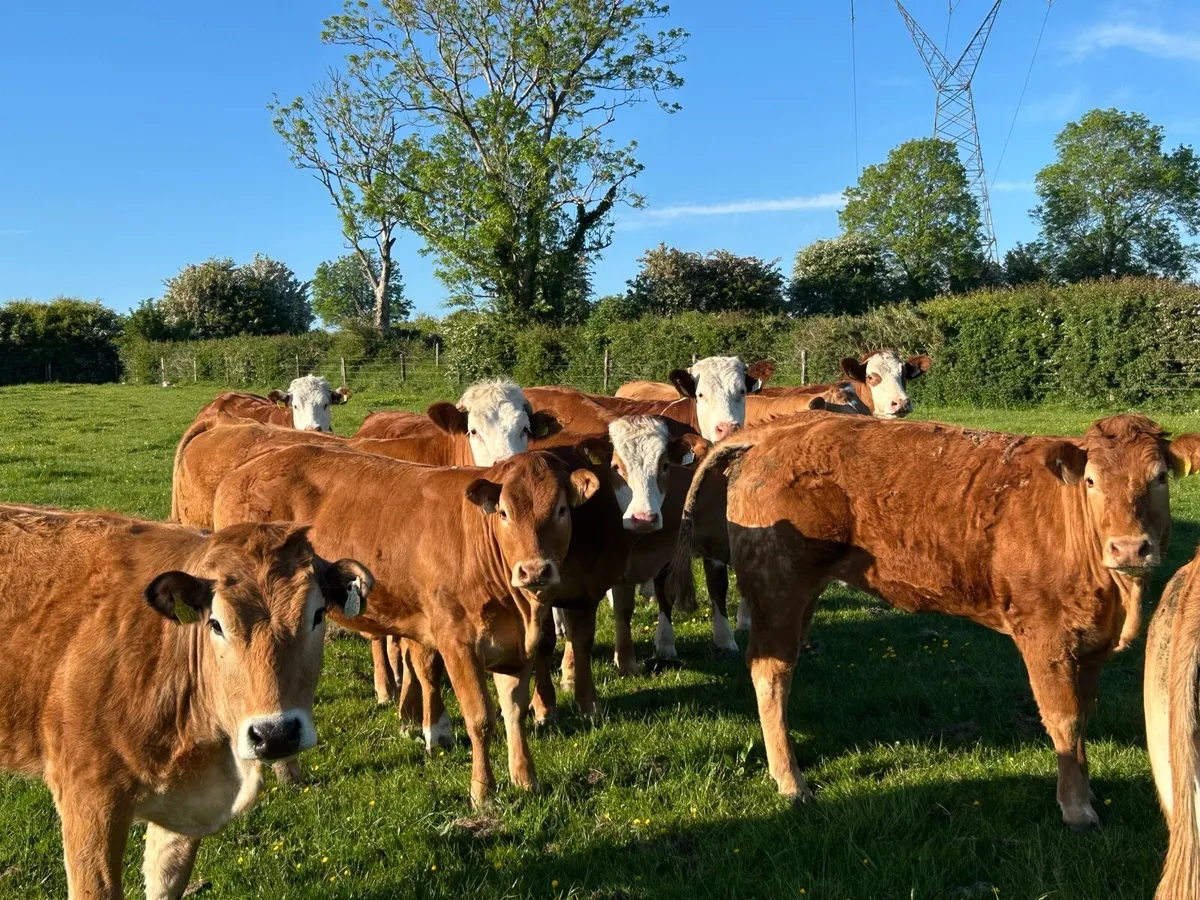 BREEDING HEIFERS - Image 1