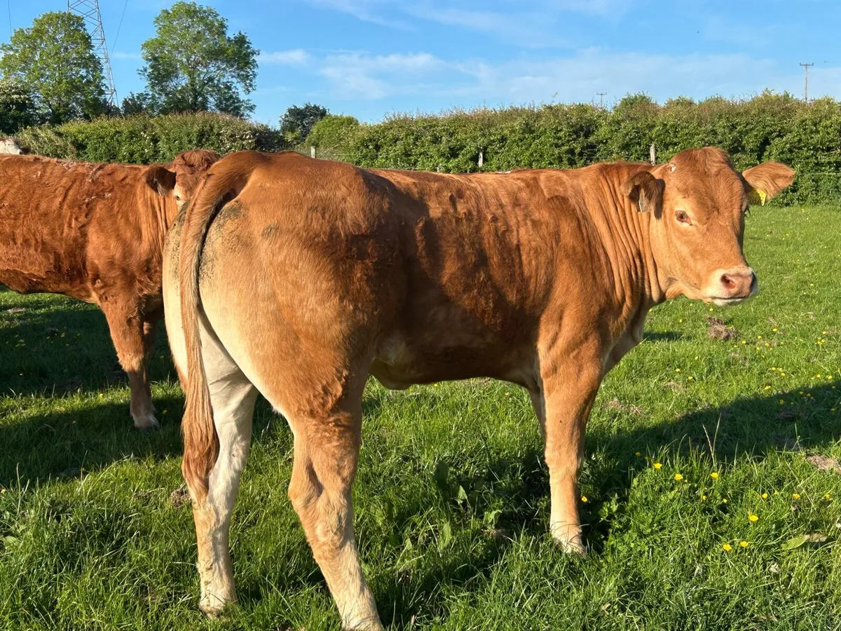 BREEDING HEIFERS - Image 2