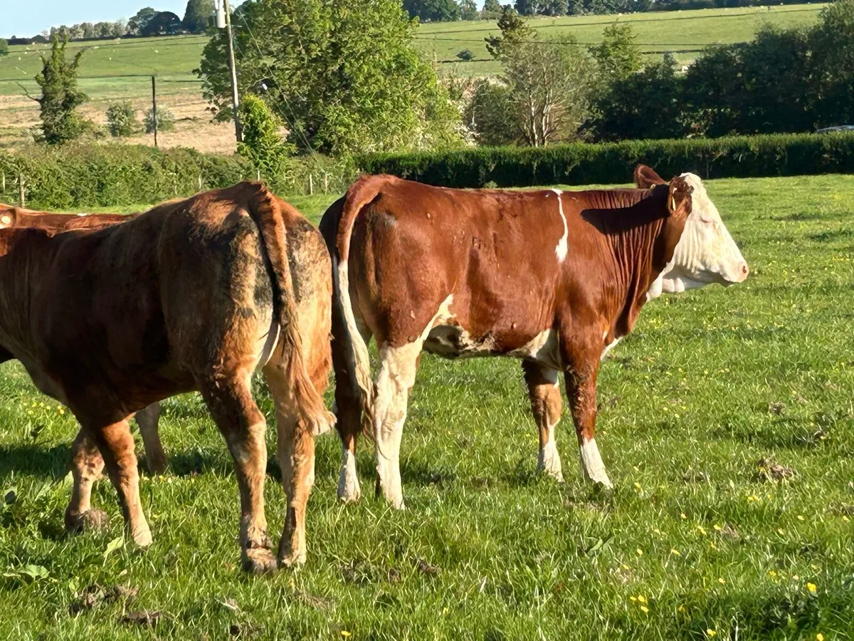 BREEDING HEIFERS - Image 3