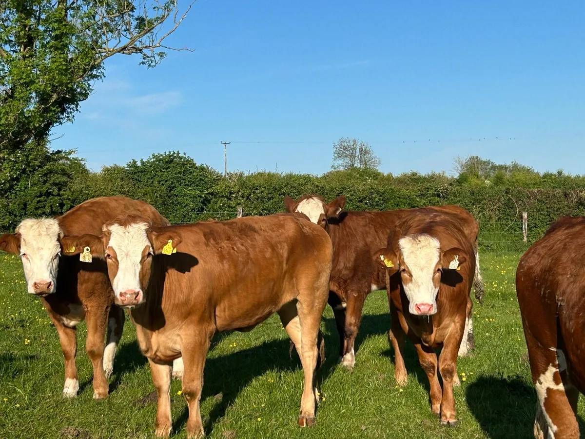 BREEDING HEIFERS - Image 4