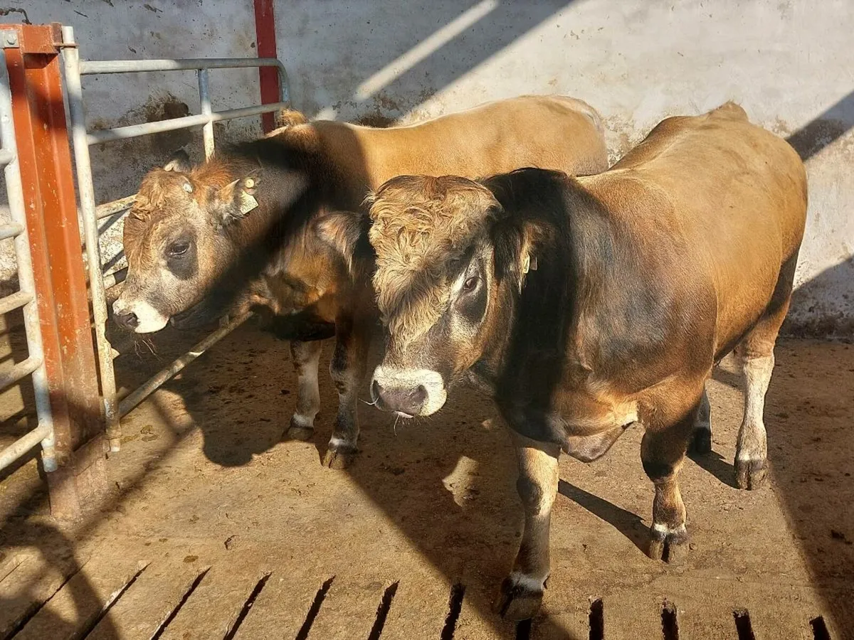 PBR Aubrac Bulls - Image 3