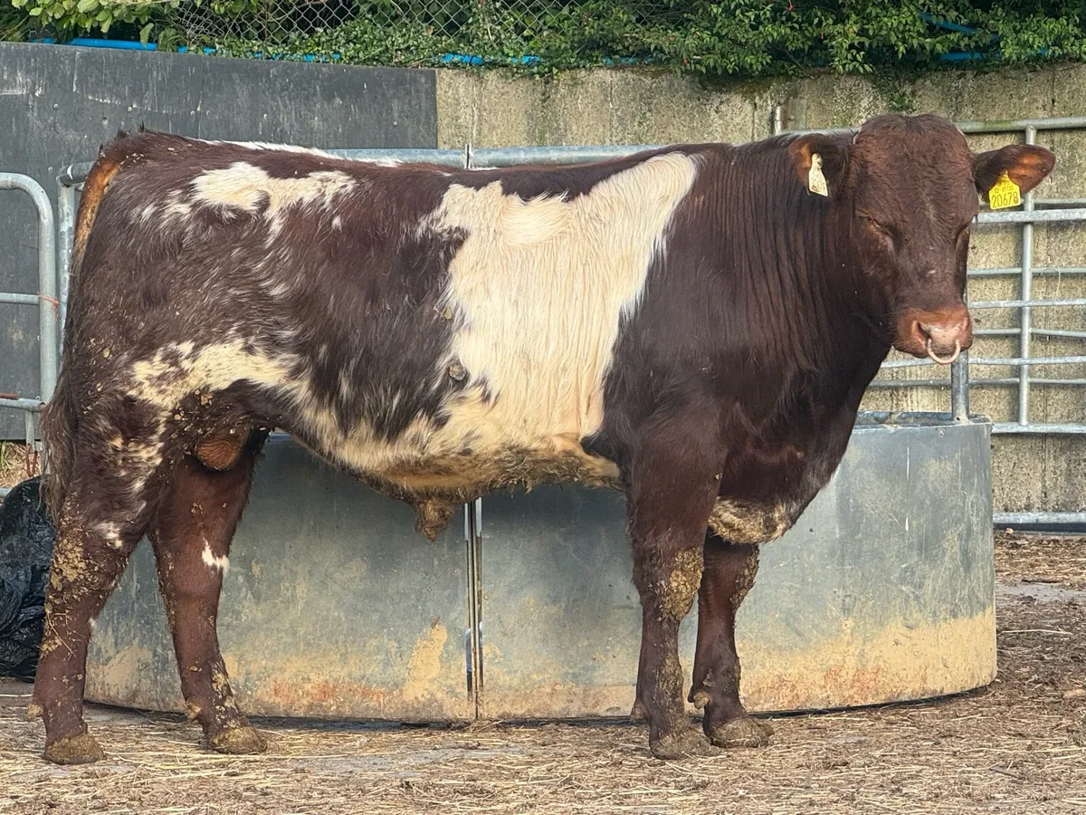 Shorthorn Pedigree bulls - Image 1