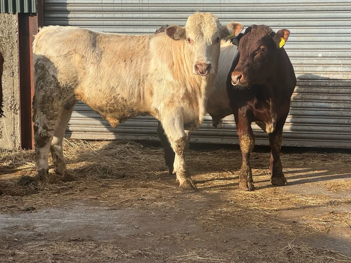 Shorthorn Pedigree bulls - Image 3
