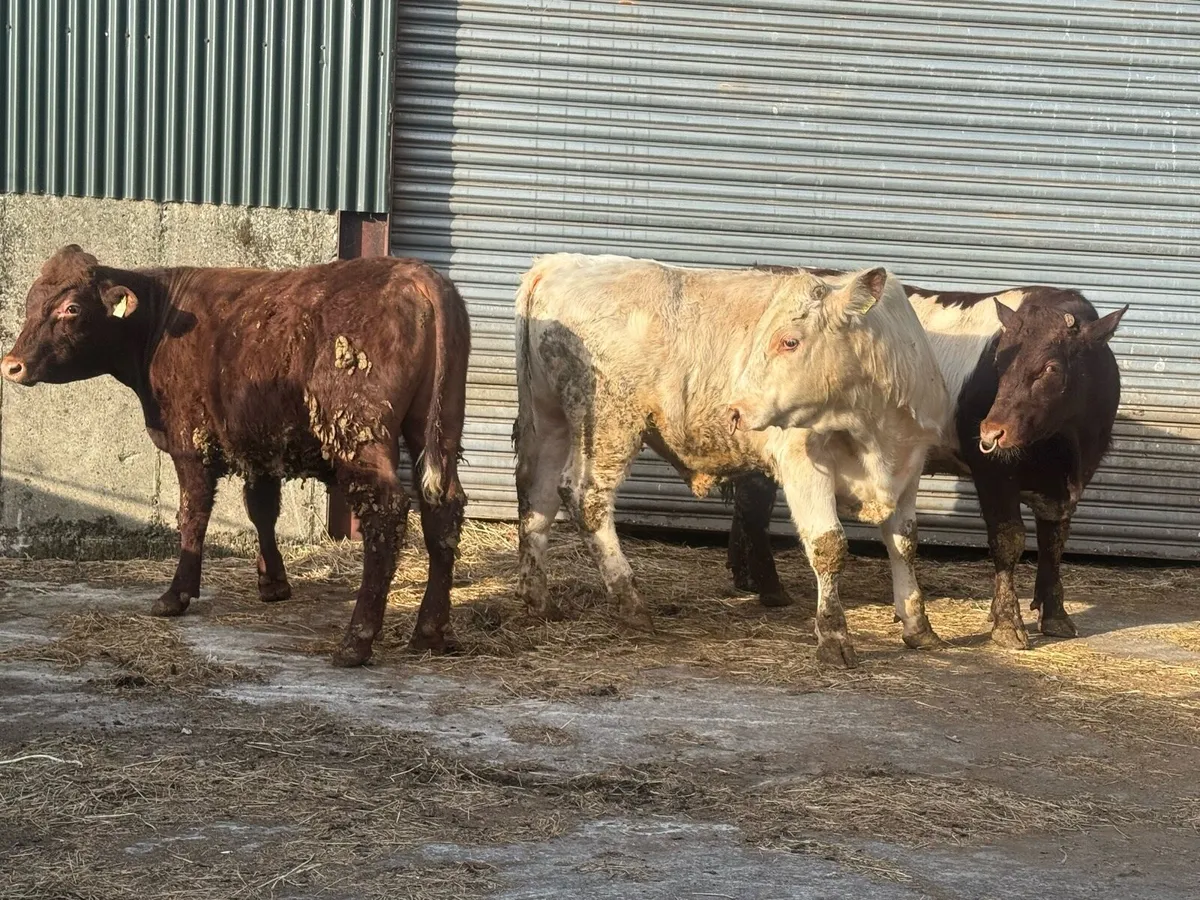 Shorthorn Pedigree bulls - Image 4