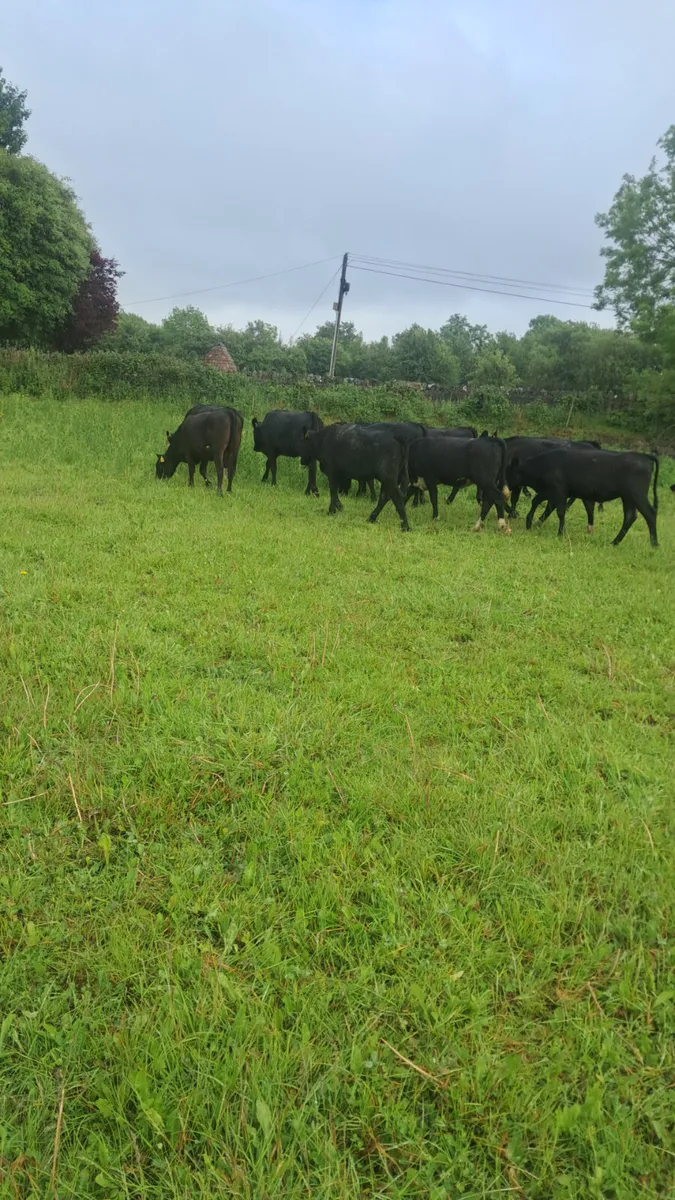 Angus heifers - Image 1