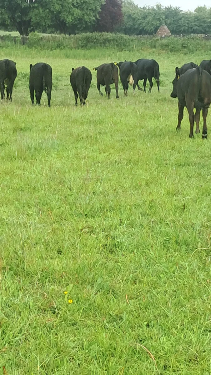Angus heifers - Image 3