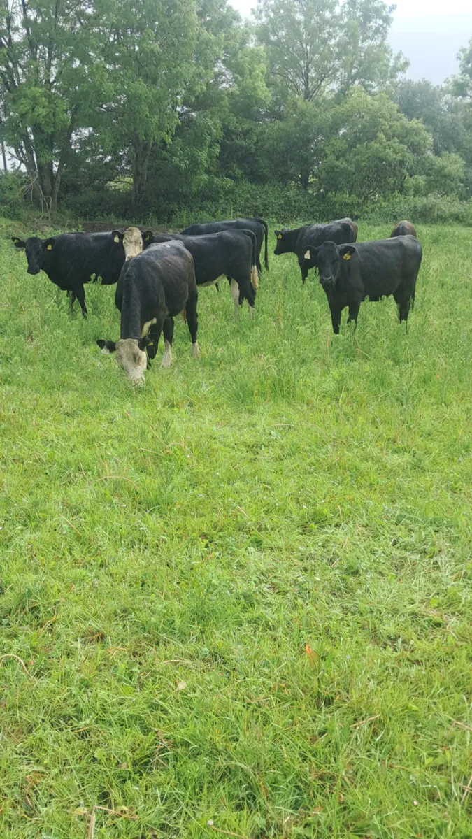 Angus heifers - Image 2