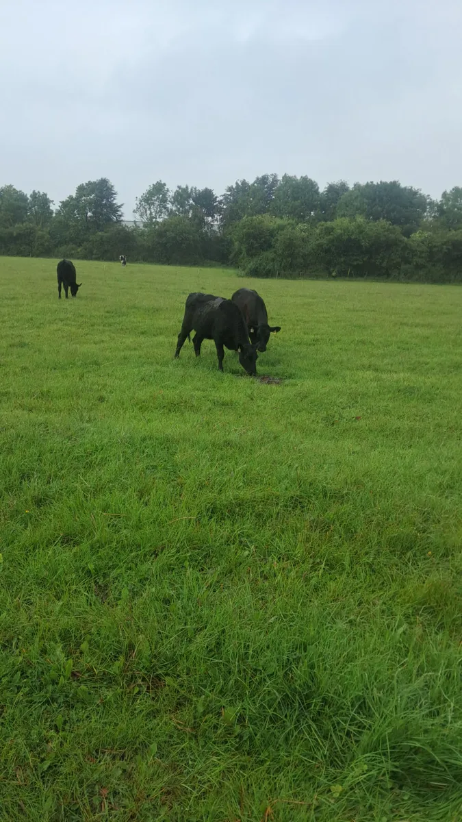 Angus heifers - Image 4