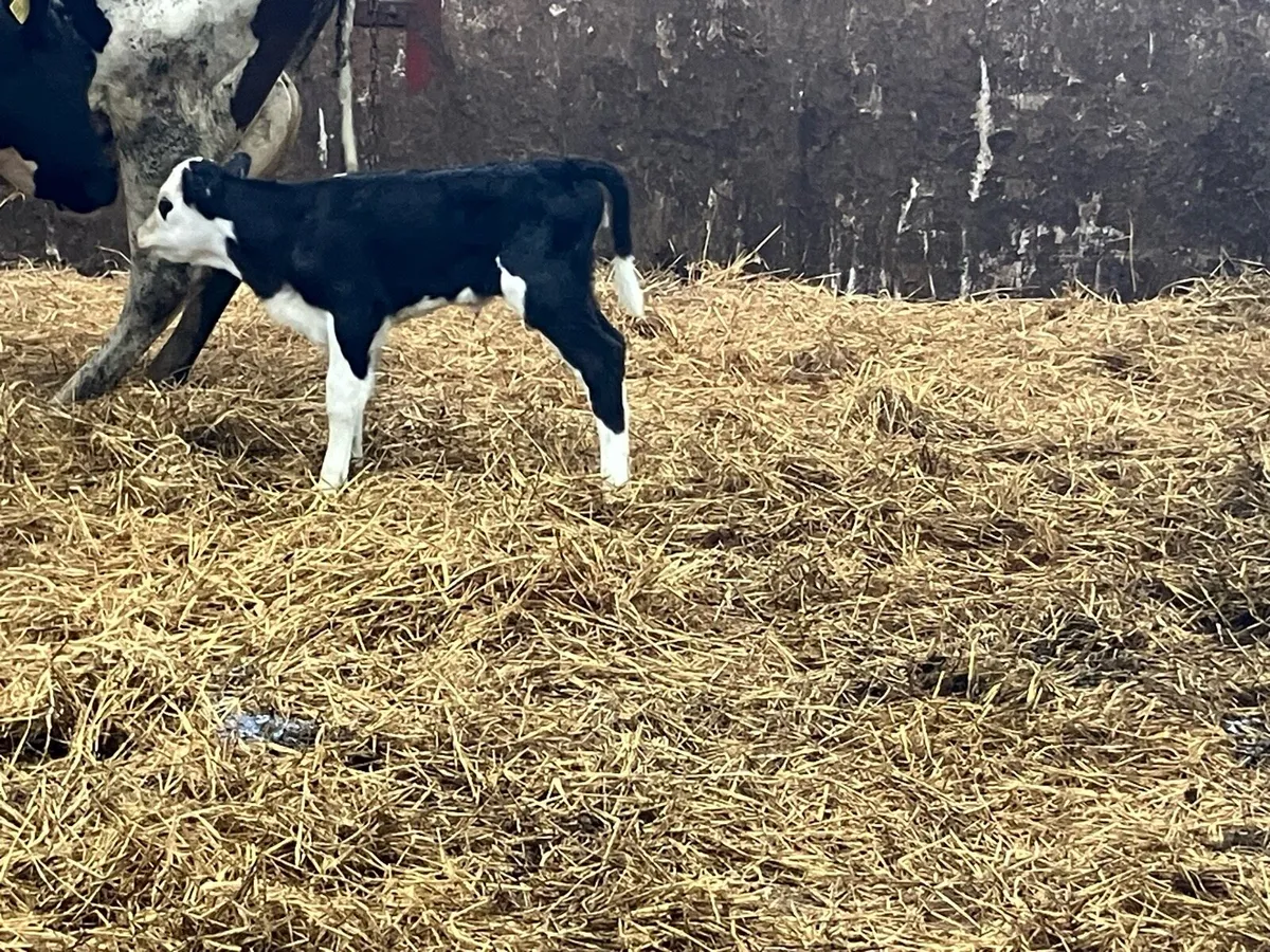 5 nice young calves for sale - Image 1