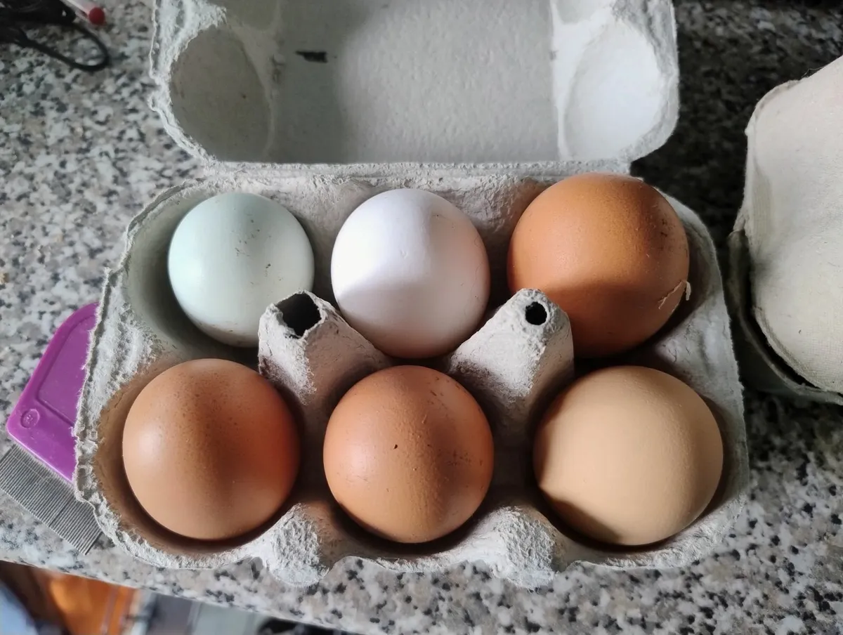 Haching eggs