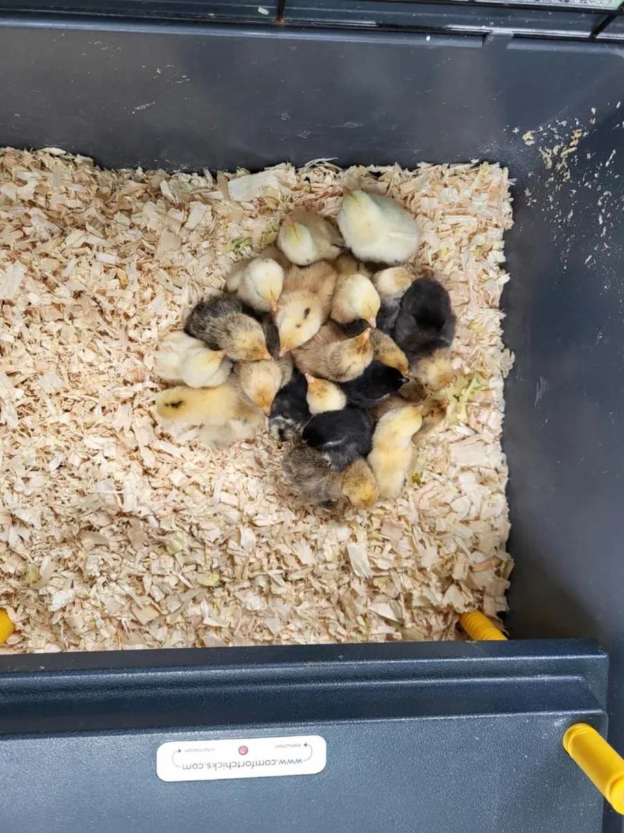 Day-Old Bantam and Araucana Chicks - Image 4