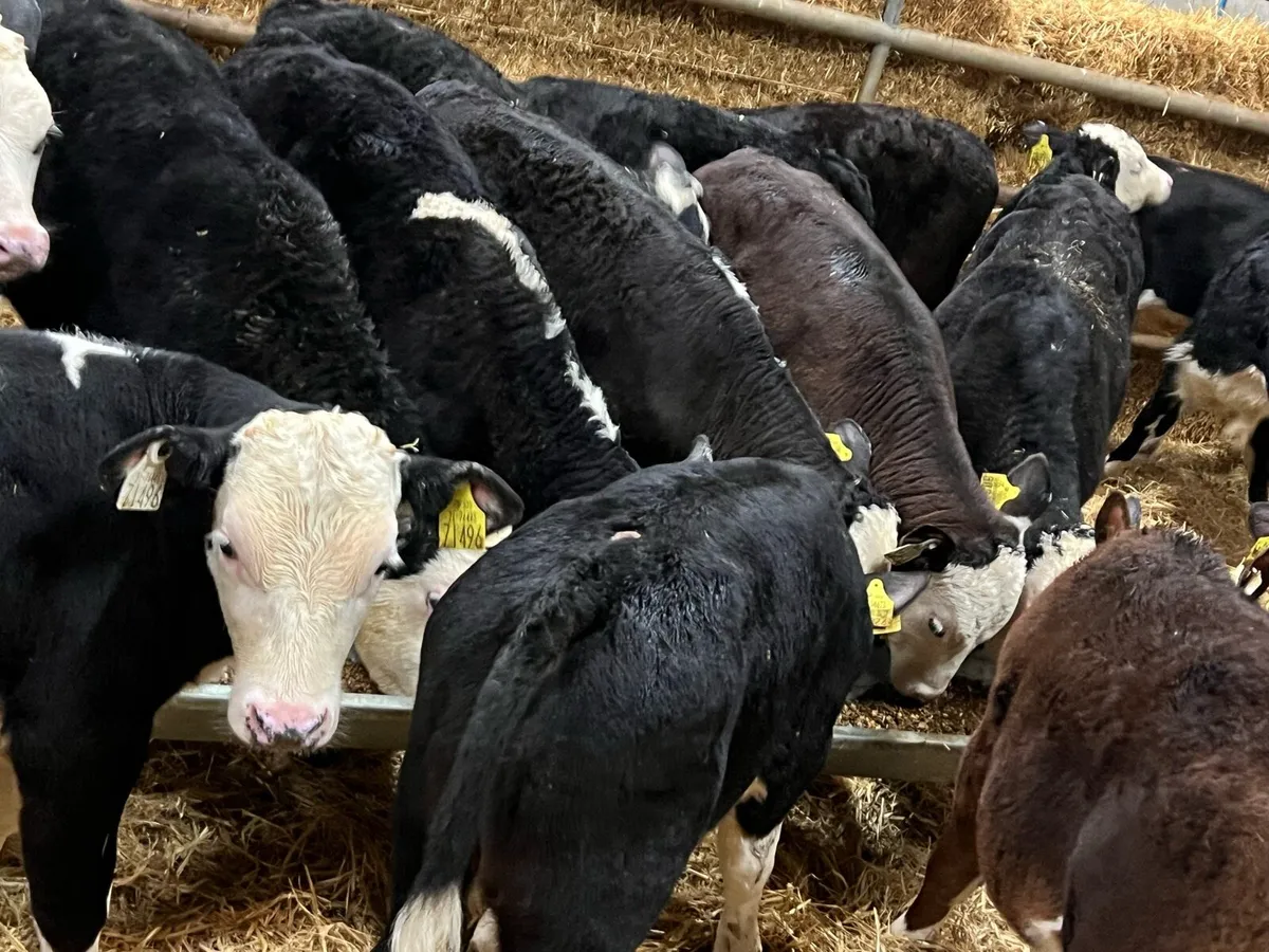 Could Not Get Any Better! - Hereford Bulls - Image 1