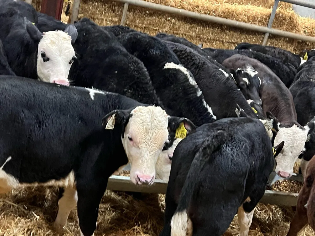 Could Not Get Any Better! - Hereford Bulls - Image 2