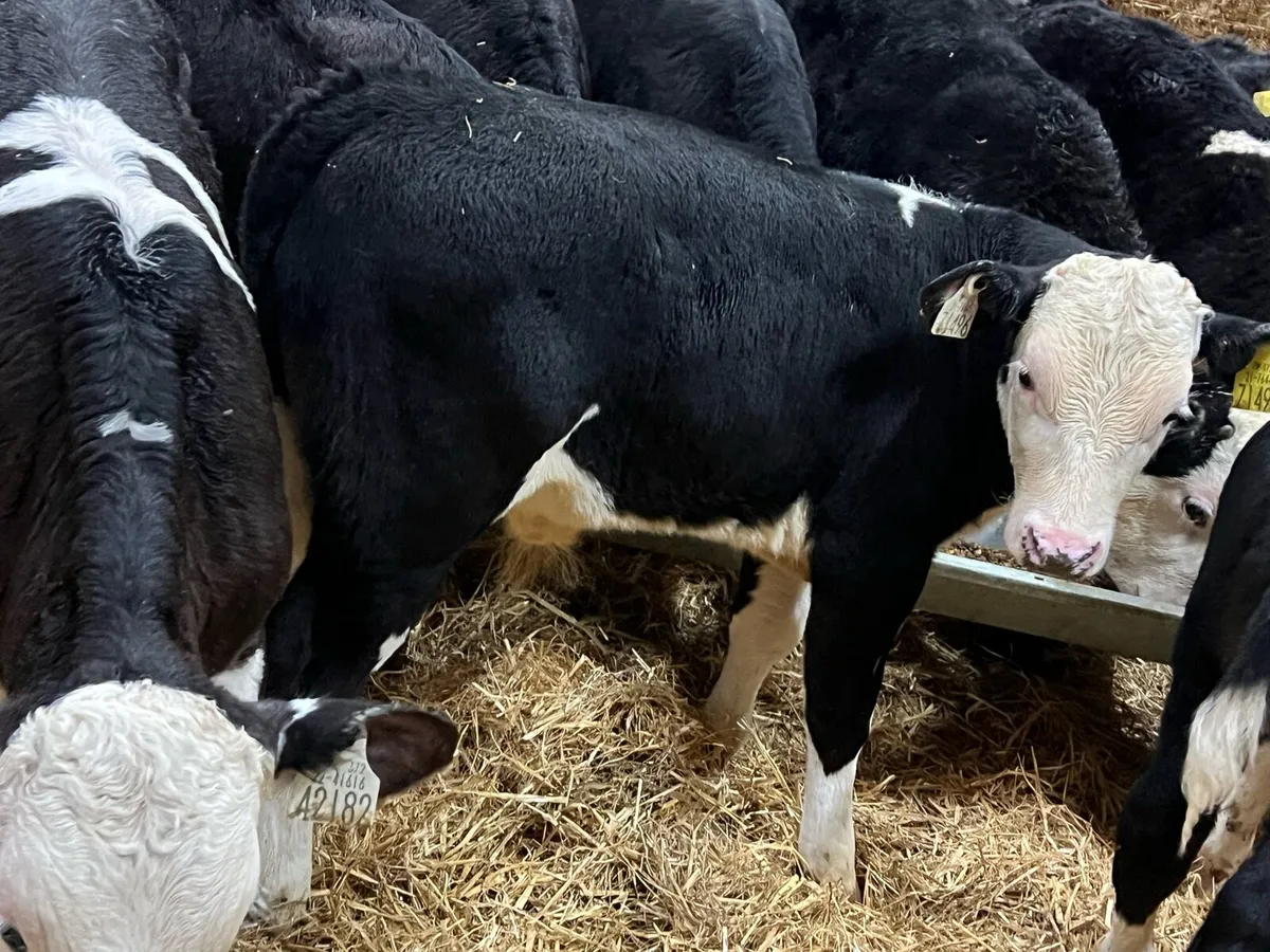 Could Not Get Any Better! - Hereford Bulls - Image 4