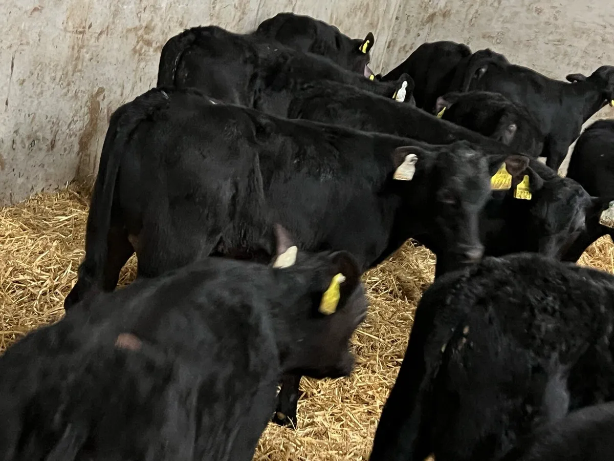 30 Aberdeen Angus Bulls - Image 1