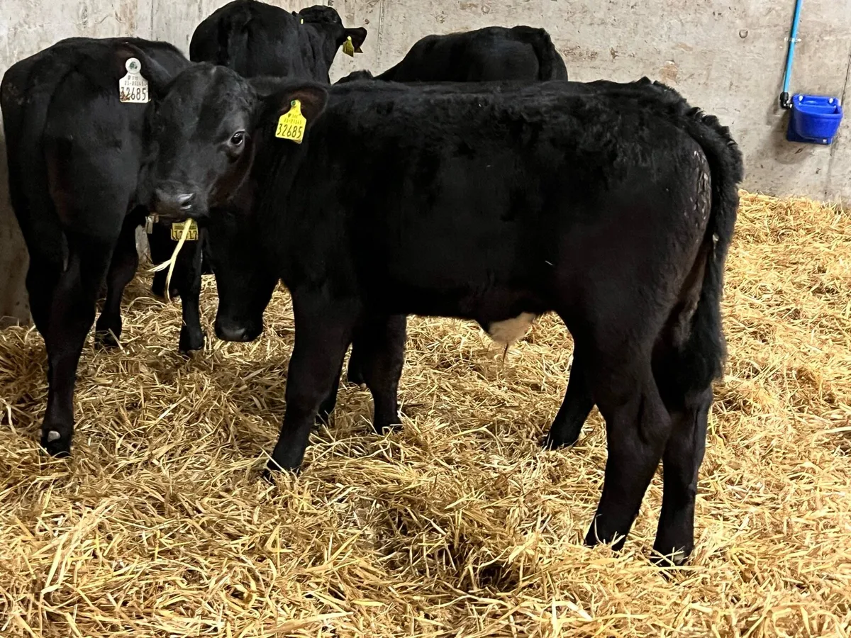 30 Aberdeen Angus Bulls - Image 2