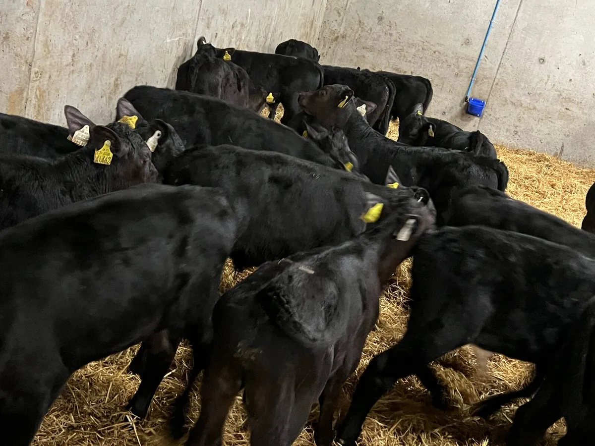 30 Aberdeen Angus Bulls - Image 3