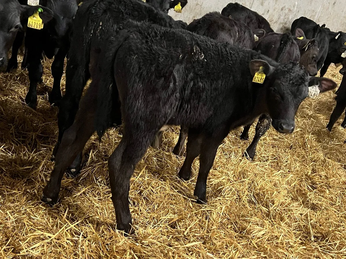 30 Aberdeen Angus Bulls - Image 4