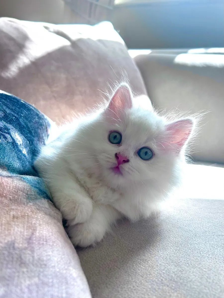 Beautiful kittens - Image 4