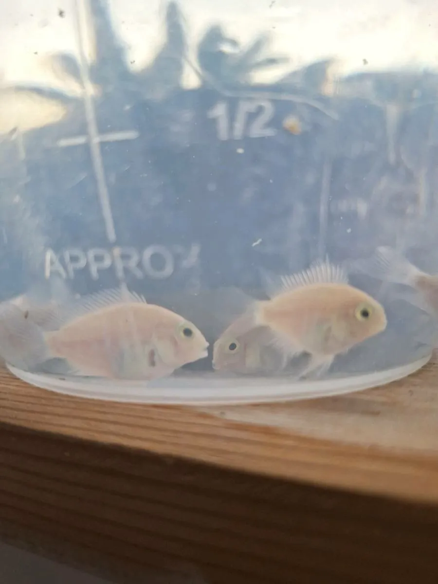 White parrot fish - Image 3