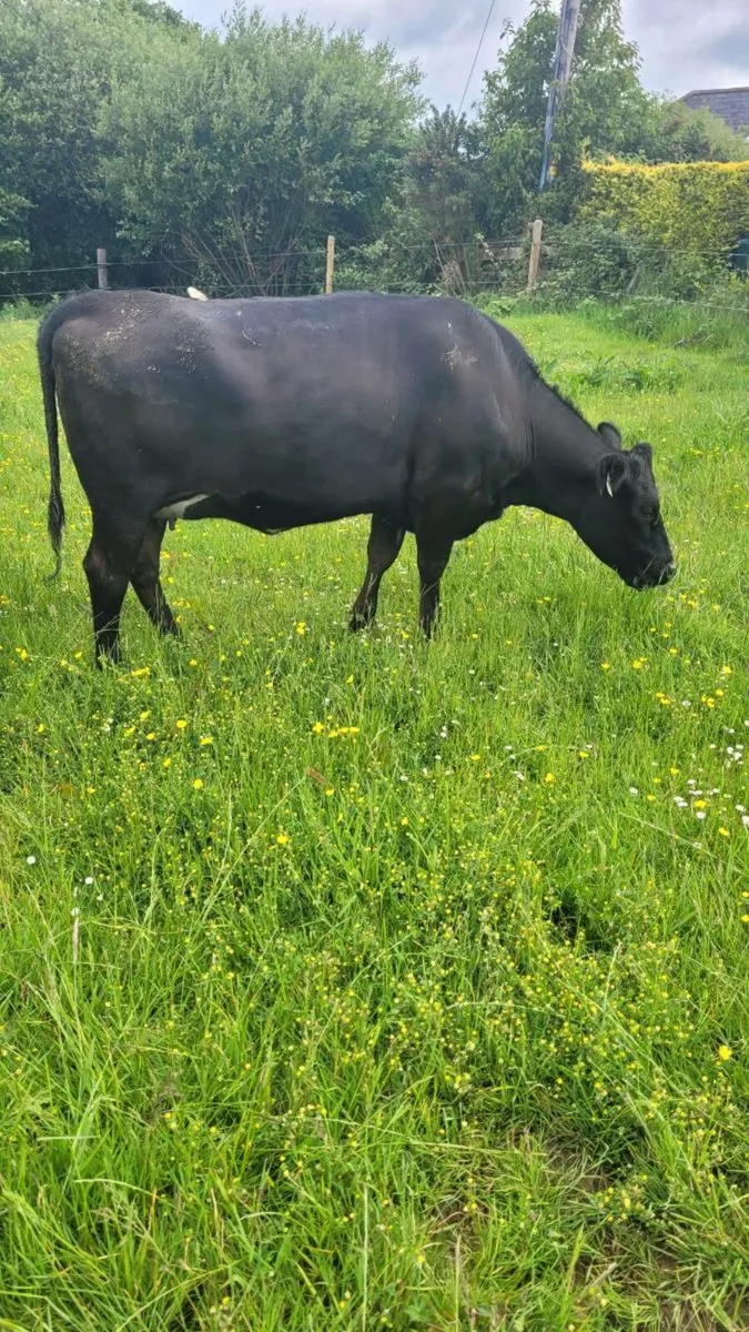 Incalf angus heifers - Image 1