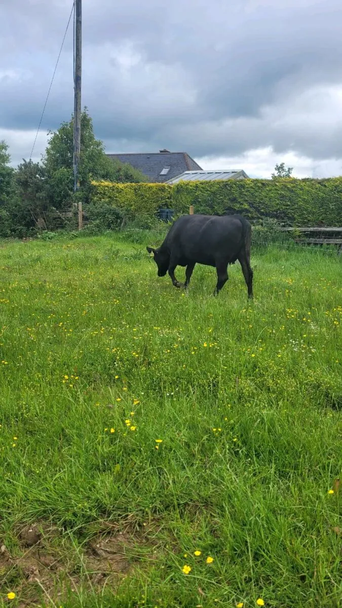 Incalf angus heifers - Image 2