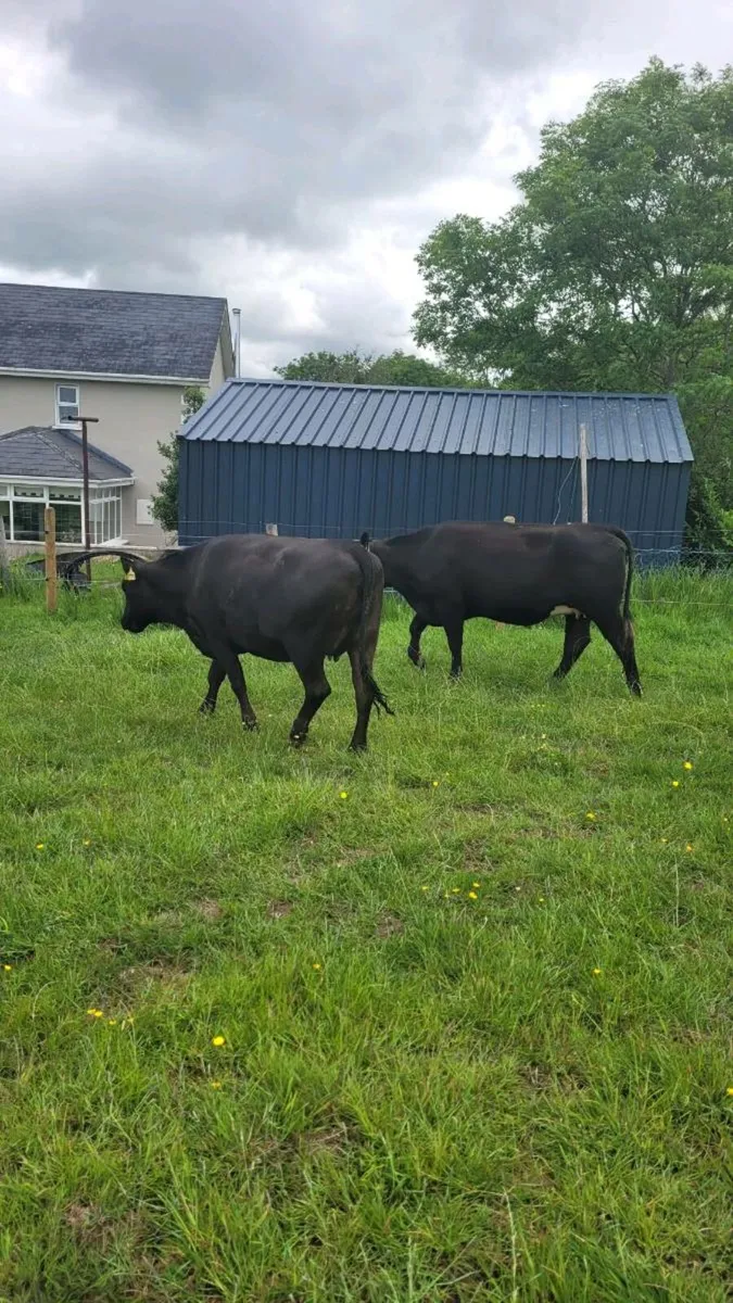 Incalf angus heifers - Image 4