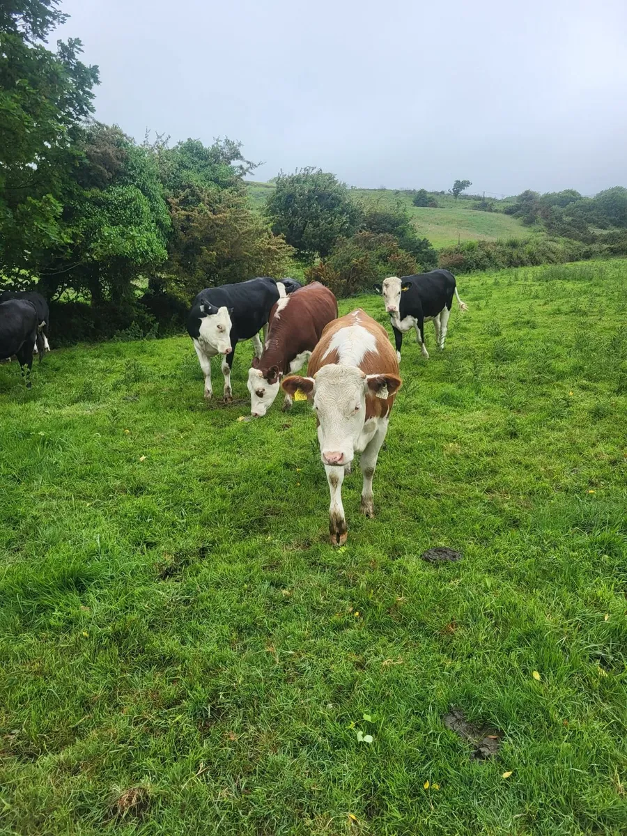 FOR SALE SKIBBEREEN MART 30/05 - Image 2