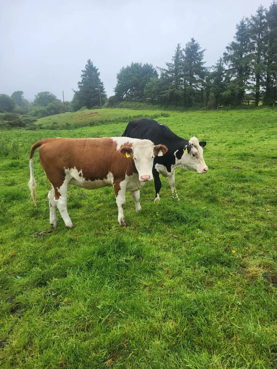 FOR SALE SKIBBEREEN MART 30/05 - Image 3