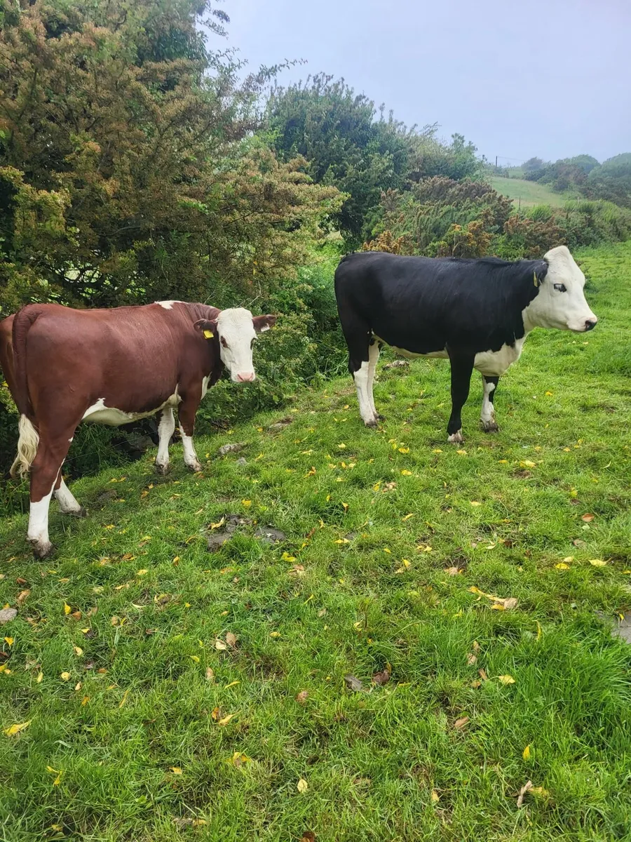 FOR SALE SKIBBEREEN MART 30/05 - Image 4