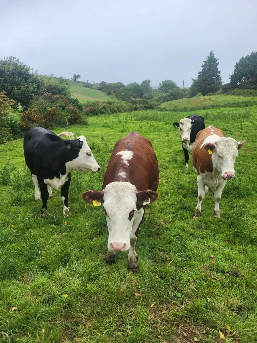 FOR SALE SKIBBEREEN MART 30/05 - Image 1