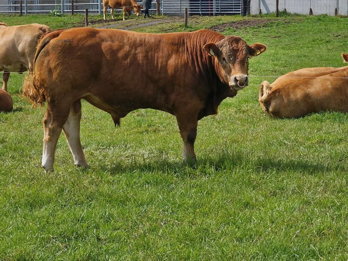 Pedigree Limousin Bull - Image 1