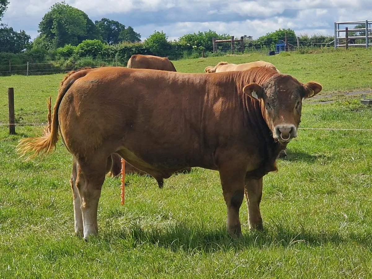 Pedigree Limousin Bull - Image 2