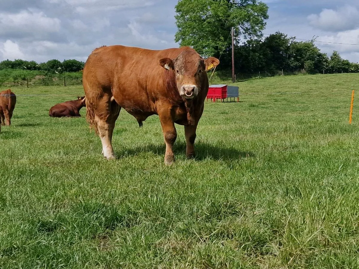 Pedigree Limousin Bull - Image 3