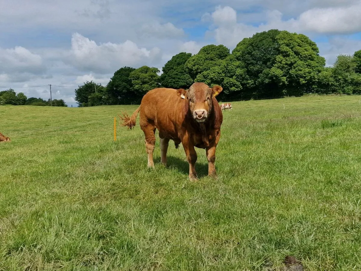 Pedigree Limousin Bull - Image 4