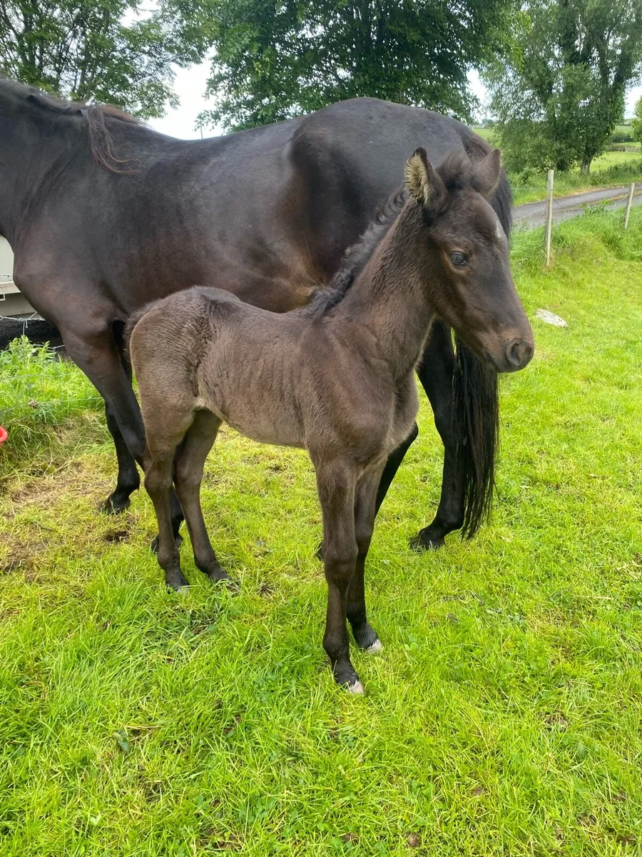 Mare and foal - Image 1