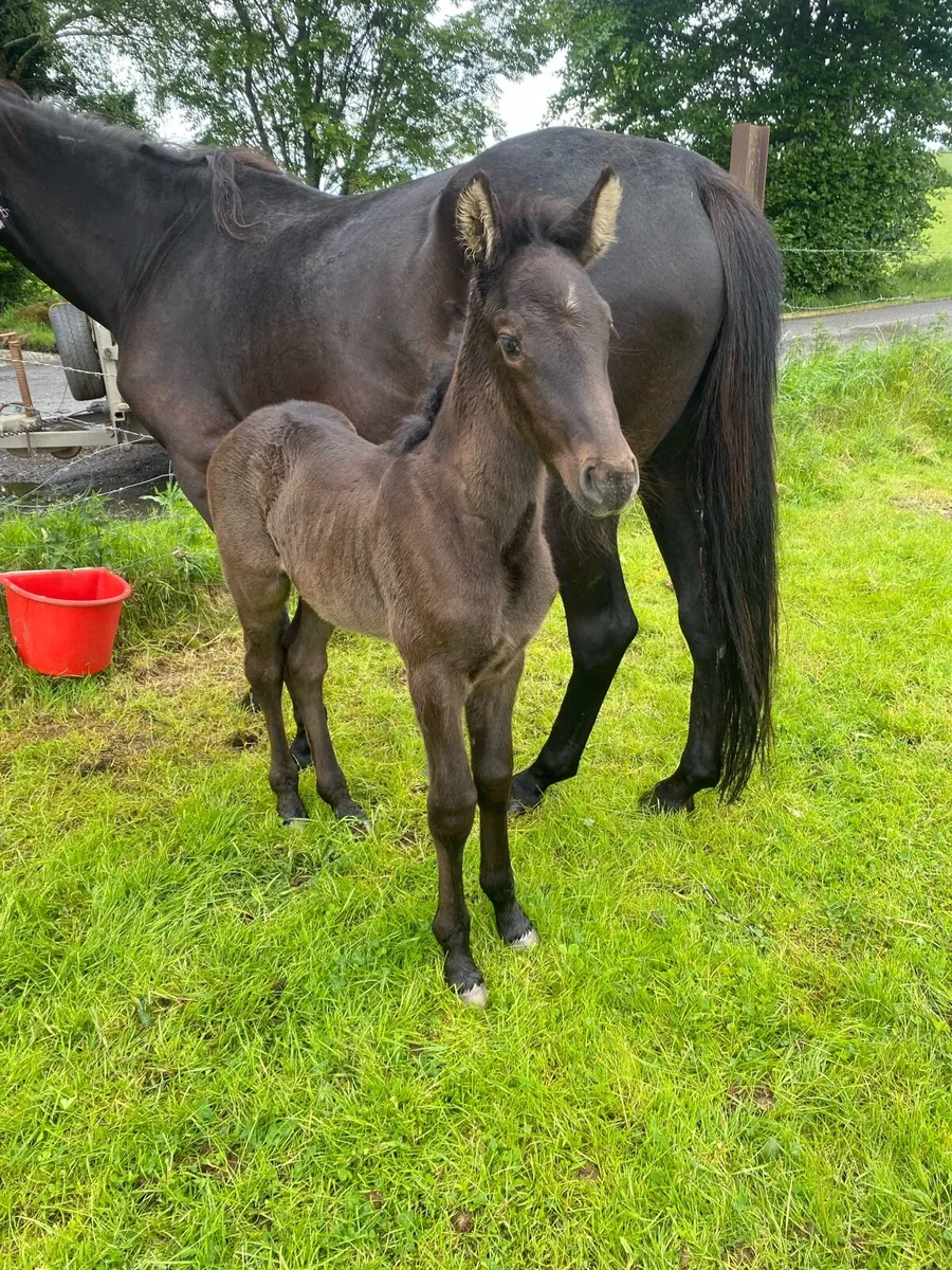 Mare and foal - Image 2