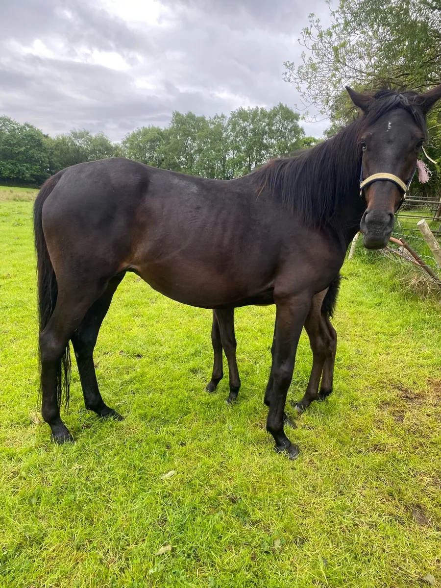 Mare and foal - Image 3