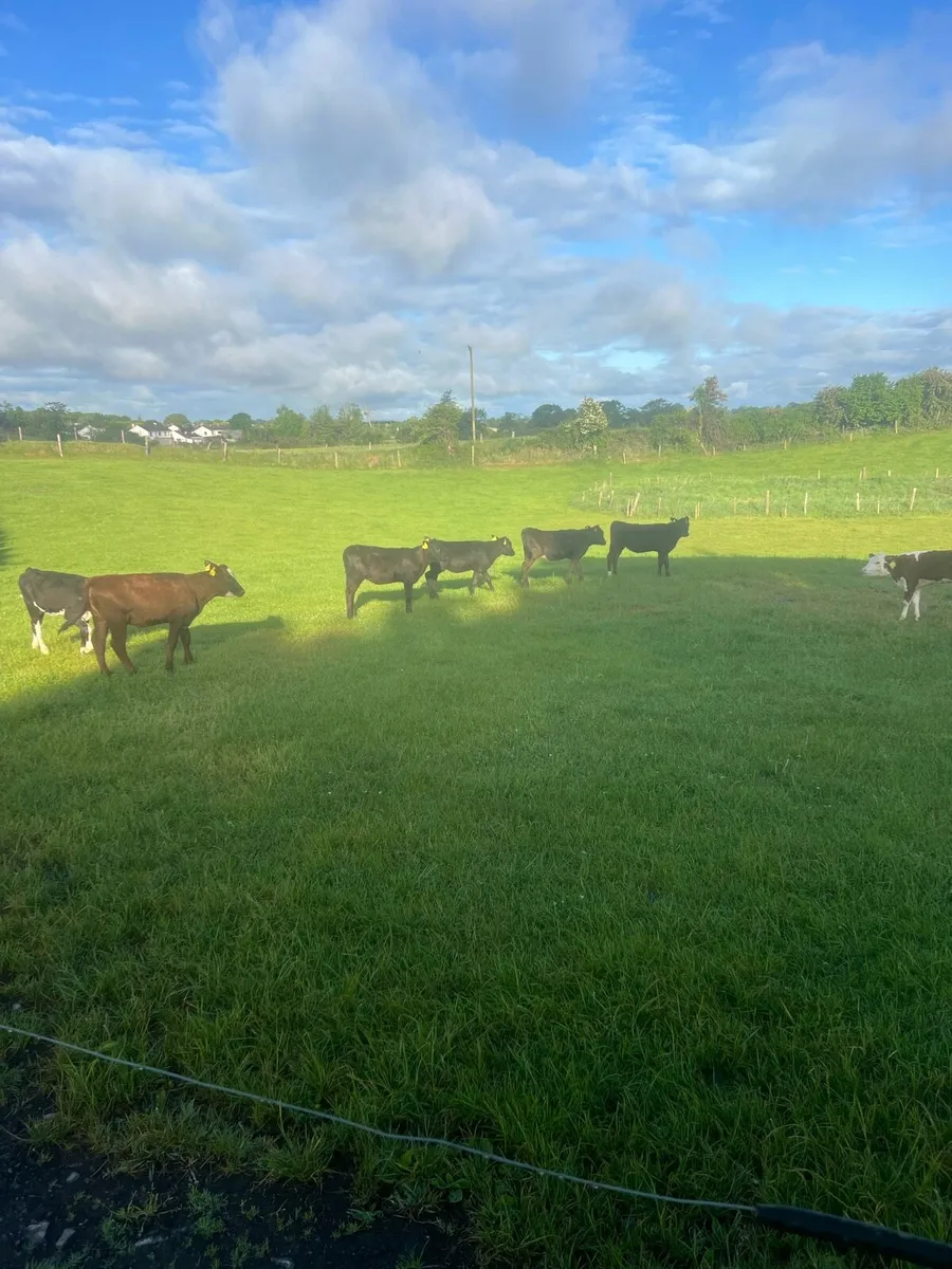 Mad for grass - Image 4