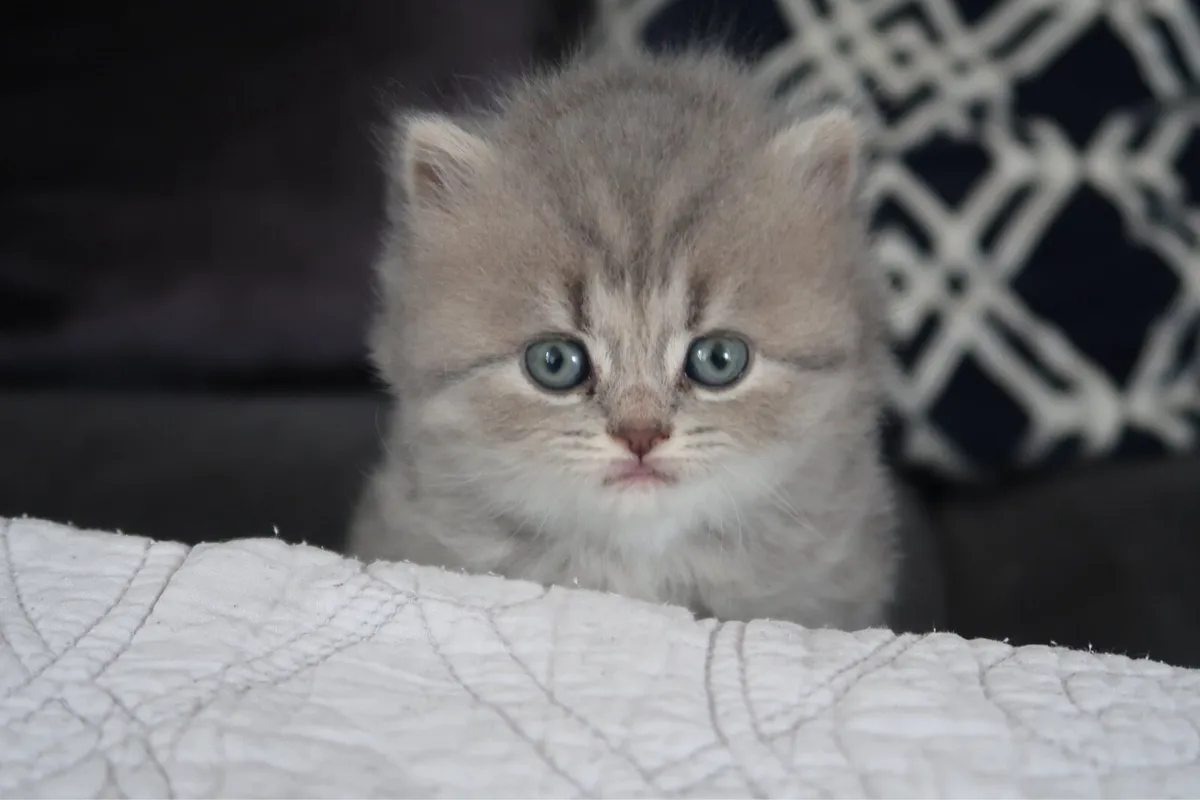 ✨British Shorthair Kittens GCCFI registered ✨ - Image 4