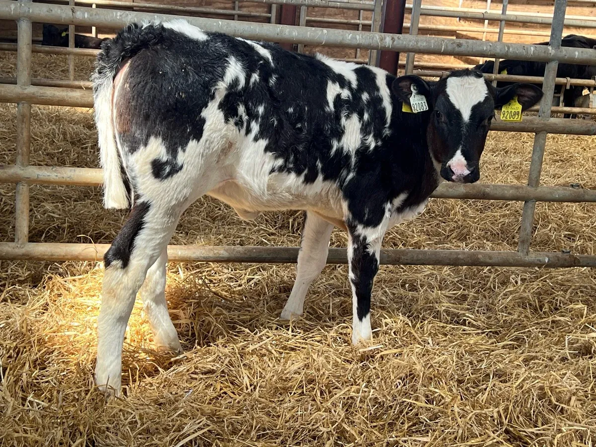 Belgian Blue Heifer Runners - Image 1