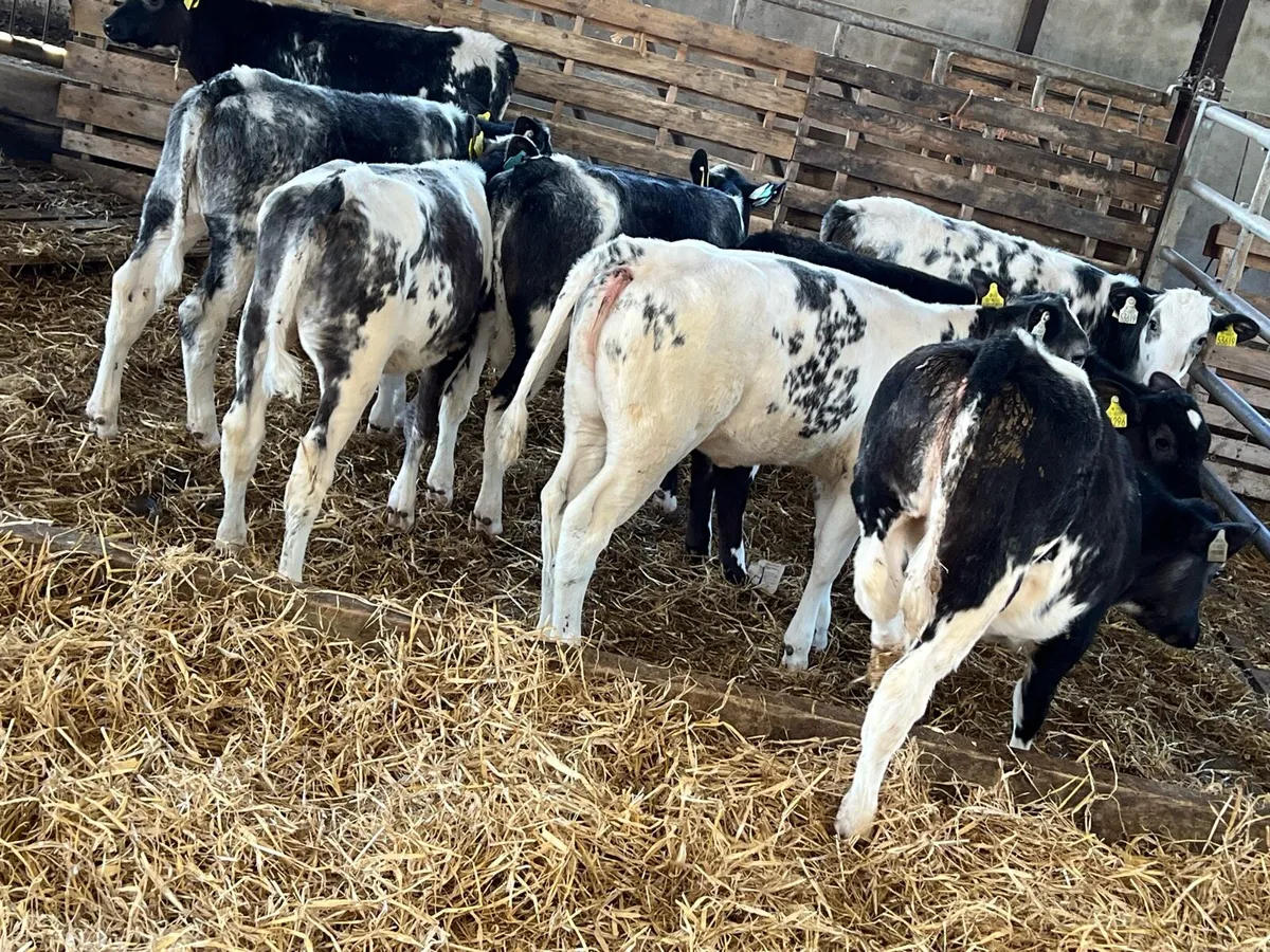 Belgian Blue Heifer Runners - Image 2